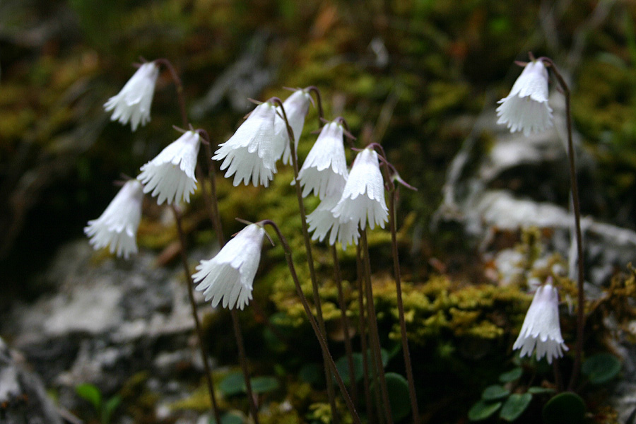 Najmanjši alpski zvonček
Najmanjši alpski zvonček( Soldanella minima). Senčni in hladni deli Bohinja. 
Ključne besede: najmanjši alpski zvonček soldanella minima
