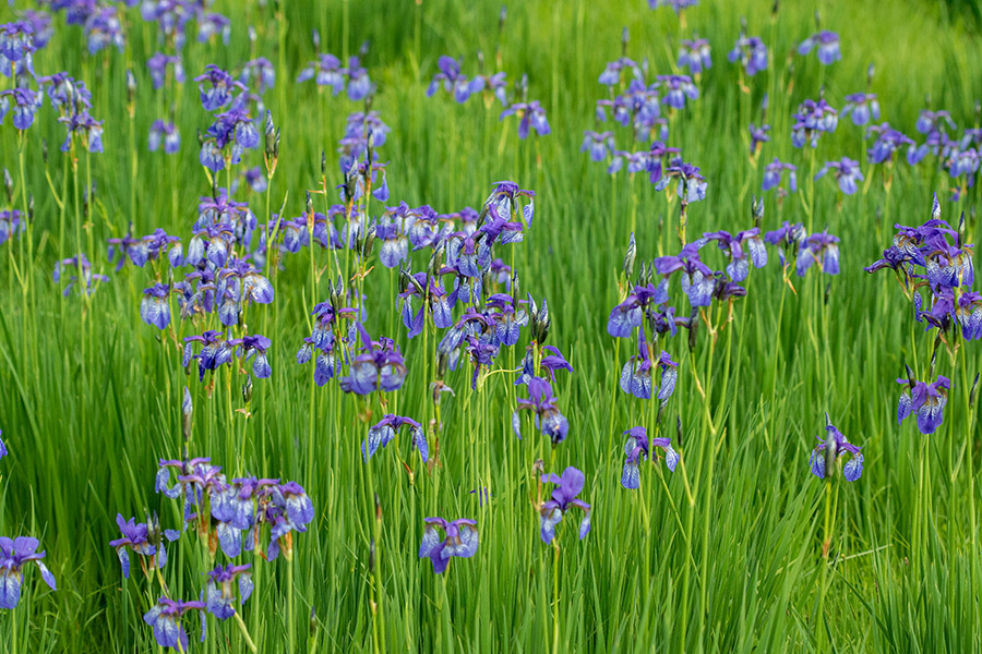 Ilirska prunika
Ilirska prunika.
Ključne besede: ilirska prunika iris pallida ssp. illyrica