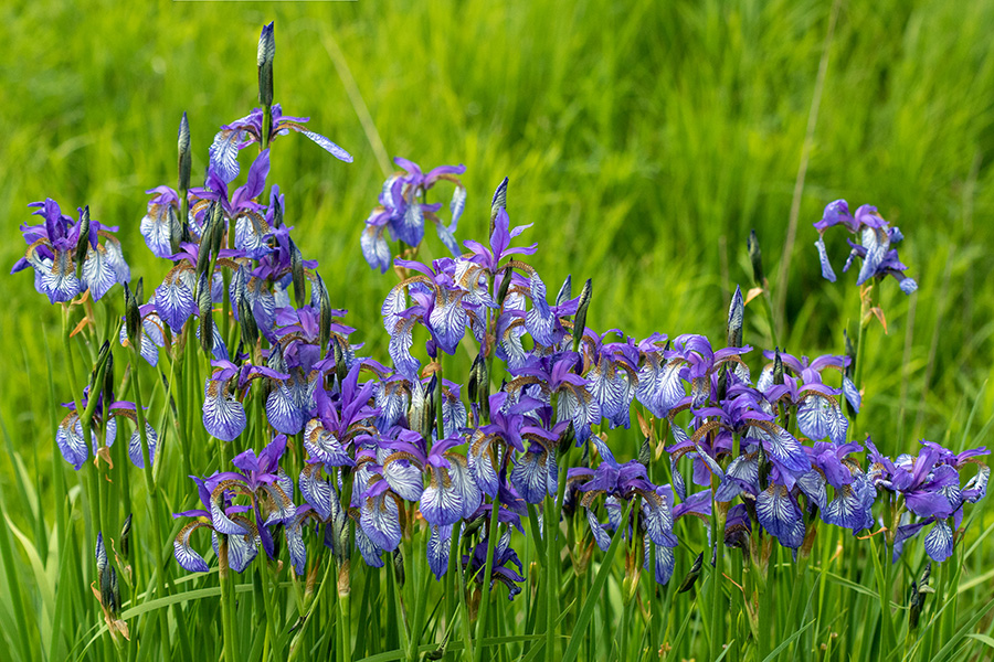 Sibirska perunika
Sibirska perunika.
Ključne besede: sibirska perunika iris sibirica