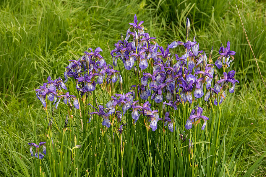 Ilirska perunika
Ilirska perunika
Ključne besede: ilirska perunika iris pallida ssp. illyrica