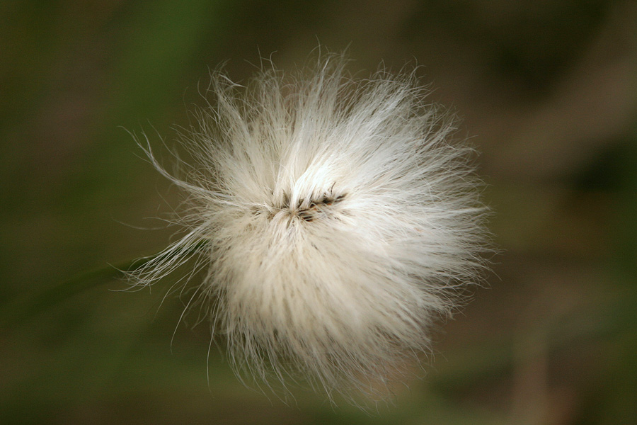 Nožničavi munec
Nožničavi munec (Eriophorum vaginatum). Tokrat le zgornji del. Pokljuka.
Ključne besede: nožničavi munec eriophorum vaginatum pokljuka