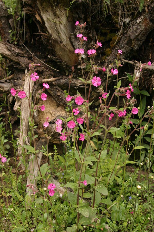 Rdeči slizek
Rdeči slizek (Silene dioica). Travniki na Pokljuki.
Ključne besede: rdeči slizek silene dioica