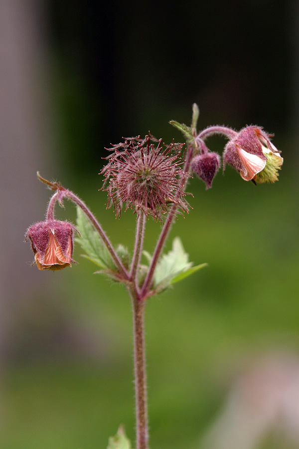 Potočna sretena
Potočna sretena (Geum rivale). Obronki travnikov Pokljuki.
Ključne besede: potočna sretena geum rivale