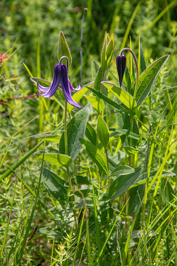 Celolistni srobot
Celolistni srobot.
Ključne besede: celolistni srobot clematis integrifolia