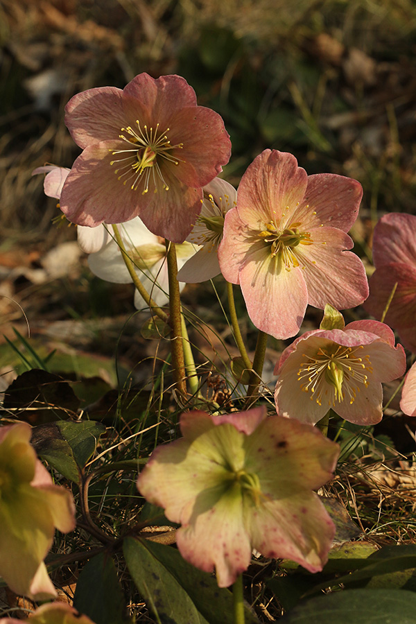 Črni teloh
Črni teloh.
Ključne besede: črni teloh helleborus niger
