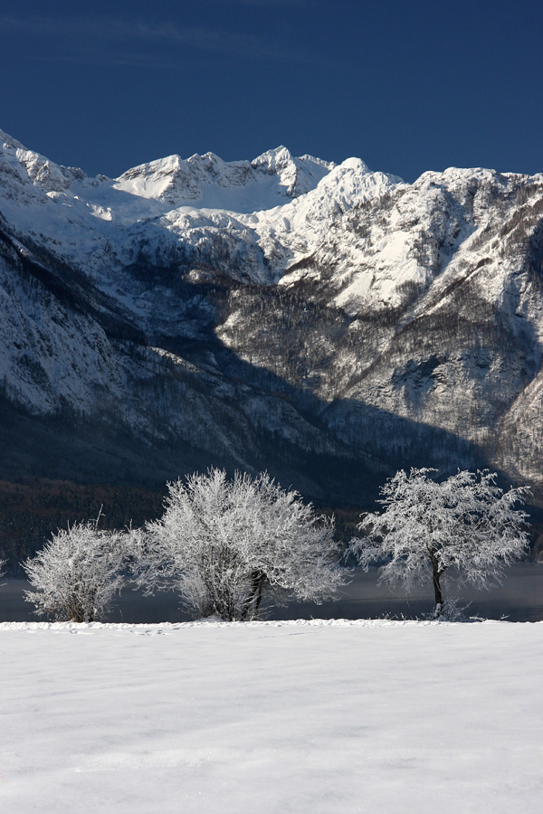 Obala jezera I.
V ivje odeta obala Bohinjskega jezera.
Ključne besede: bohinjsko jezero bohinj