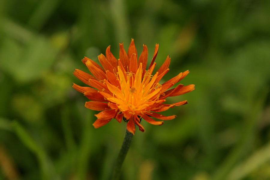 Zlati dimek
Zlati dimek (Crepis aurea). Planina Kranjska dolina na Pokljuki.
Ključne besede: zlati dimek crepis aurea
