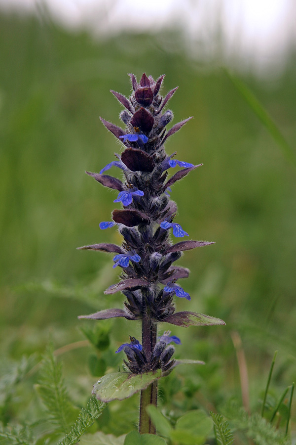 Piramidasti skrečnik
Piramidasti skrečnik. Na Pokljuki.
Ključne besede: piramidasti skrečnik ajuga pyramidalis