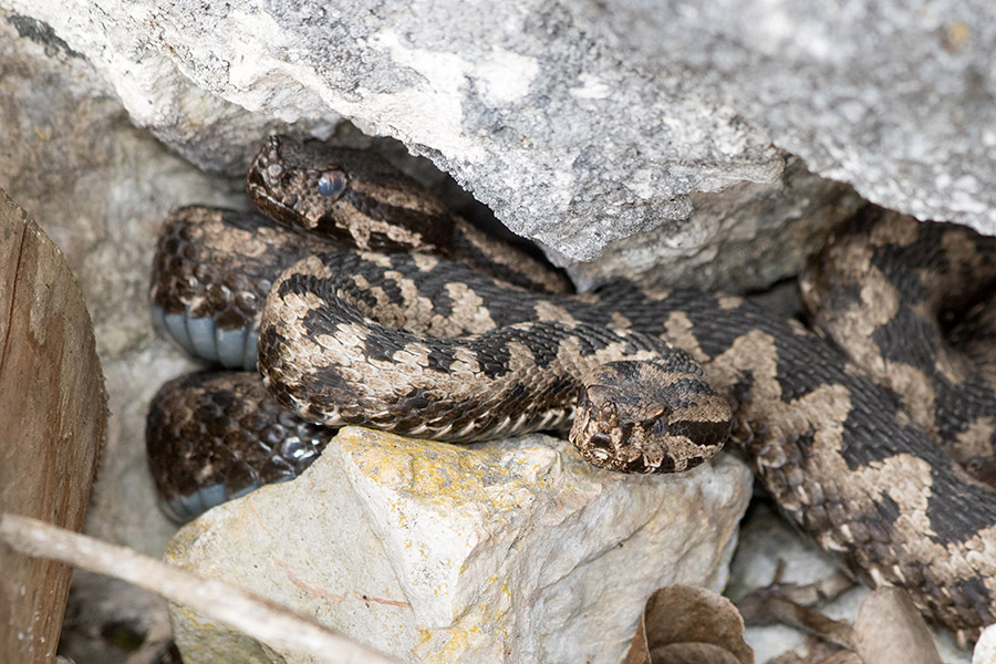 Modrasa
Dva modrasa pod skalo.
Ključne besede: modras vipera ammodytes