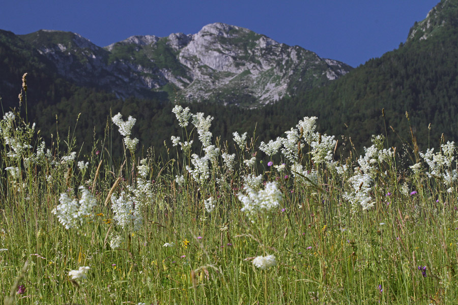 Navadni oslad
Neupravičeno večkrat spregledana, čeprav tudi zdravilna rastlina. Podoben navadnemu osladu je brestovolistni oslad (Filipendula ulmaria), ki zacveti nekaj dni kasneje in ljubi bolj mokra tla. Zadaj se kaže Črna prst.
Ključne besede: navadni oslad filipendula vulgaris