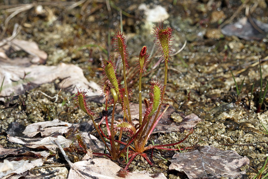 Dolgolistna rosika
Dolgolistna rosika.
Ključne besede: dolgolistna rosika drosera anglica