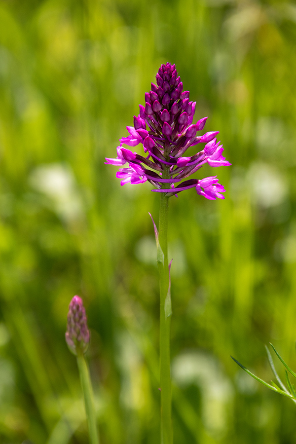 Piramidasti pilovec
Piramidasti pilovec.
Ključne besede: piramidasti pilovec anacamptis pyramidalis