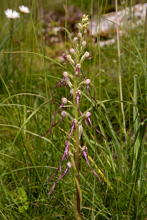 Jadranska smrdljiva kukavica
Jadranska smrdljiva kukavica.
Ključne besede: jadranska smrdljiva kukavica himantoglossum adriaticum