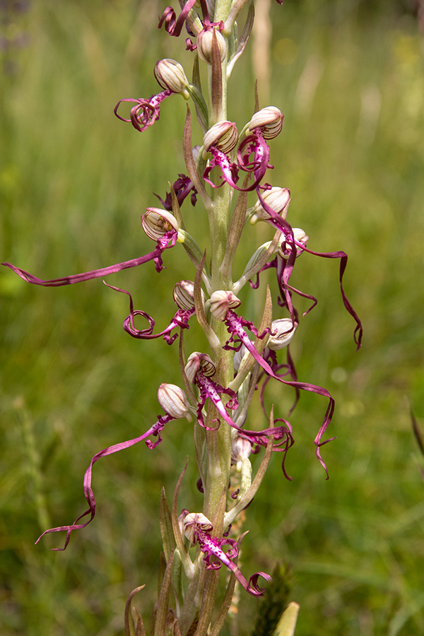Jadranska smrdljiva kukavica
Jadranska smrdljiva kukavica.
Ključne besede: jadranska smrdljiva kukavica himantoglossum adriaticum