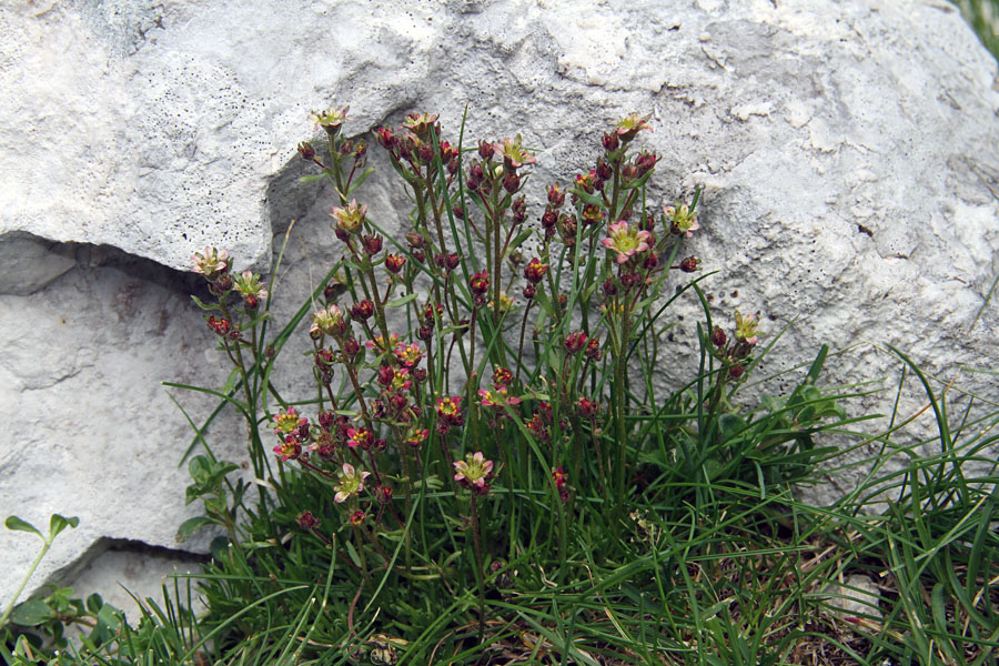 Črnoškrlatni kamnokreč I.
Črnoškrlatni kamnokreč je endemit Krnske skupine.
Ključne besede: črnoškrlatni kamnokreč saxifraga exarata subsp. atropurpurea