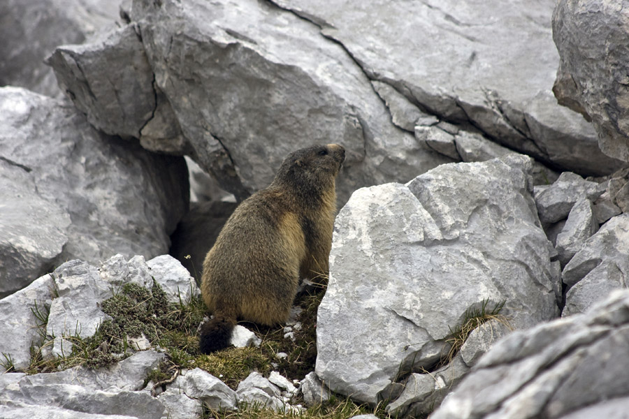 Svizec
Na prisojah, pa tudi po snegu se podijo svizci. Njihovo žvižganje je slišati po vsej dolini Triglavskih jezer.
Ključne besede: alpski svizec marmota marmota