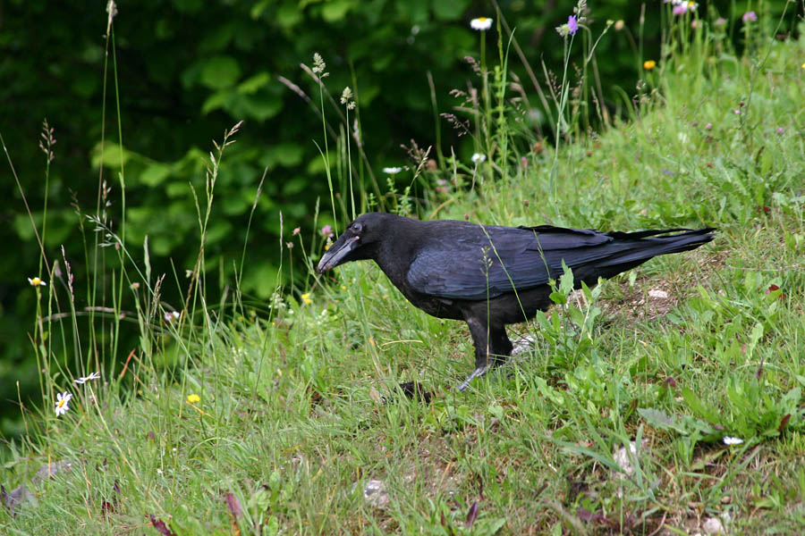 Krokar
Krokar (Corvus corax). Posnet na Ribčevem lazu.
Ključne besede: krokar corvus corax