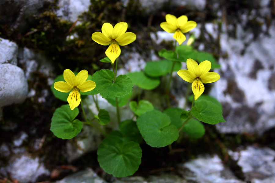 Dvocvetna vijolica
Dvocvetna vijolica (Viola biflora). Ukanc v Bohinju. 
Ključne besede: dvocvetna vijolica viola biflora