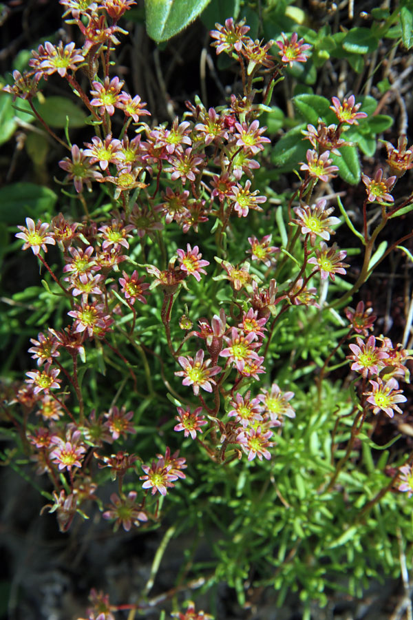 Črnoškrlatni kamnokreč IV.
Cvetovi črnoškrlatnega kamnokreča.
Ključne besede: črnoškrlatni kamnokreč saxifraga exarata subsp. atropurpurea