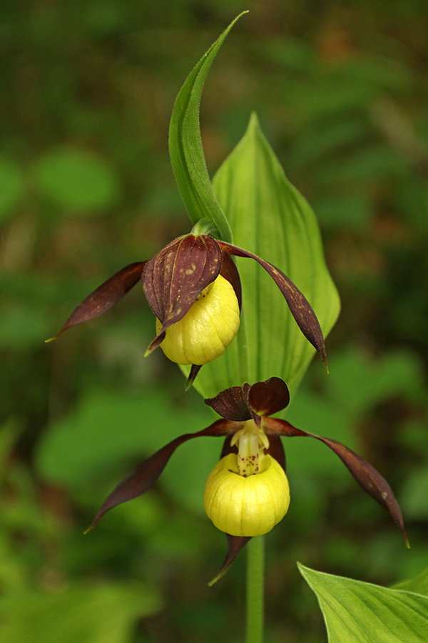 Lepi čeveljc 
Lepi čeveljc.
Ključne besede: lepi čeveljc cypripedium calceolus