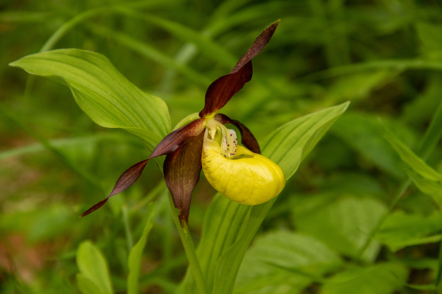Lepi čeveljc
Lepi čeveljc.
Ključne besede: epi čeveljc cypripedium calceolus