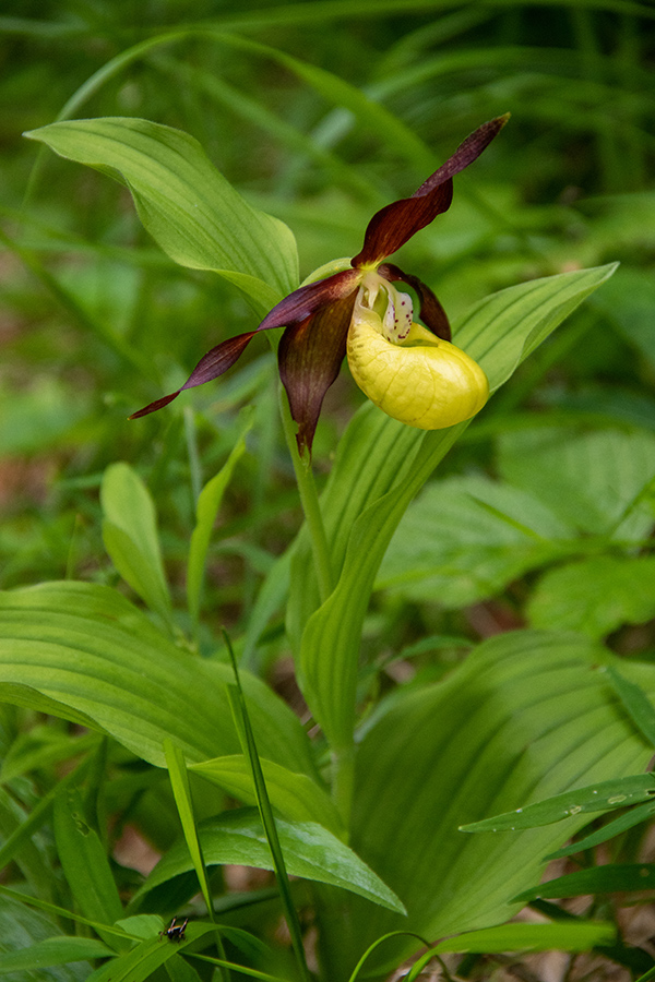 Lepi čeveljc
Lepi čeveljc.
Ključne besede: lepi čeveljc cypripedium calceolus