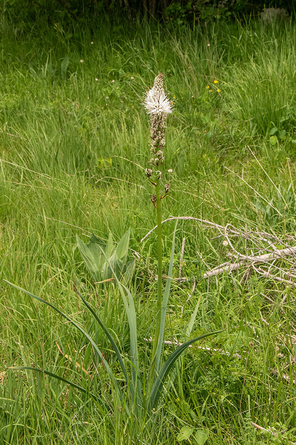 Navadni zlati koren 
Navadni zlati koren.
Ključne besede: navadni zlati koren asphodelus albus