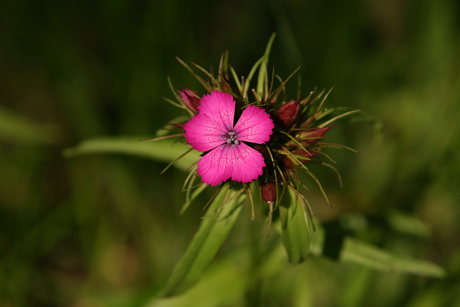 Brkati klinček
Brkati klinček ali turški nagelj. Trenutno ima odprt šele en cvet. Planina Voje.
Ključne besede: brkati klinček turški nagelj dianthus barbatus