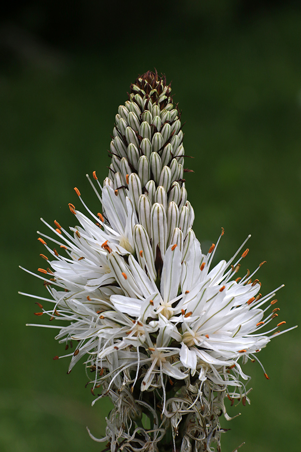 Navadni zlati koren
Navadni zlati koren.
Ključne besede: navadni zlati koren asphodelus albus