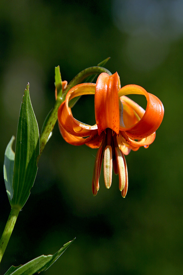 Kranjska lilija
Kranjska lilija (Lilium carniolicum). Spet planina Voje.
Ključne besede: kranjska lilija lilium carniolicum