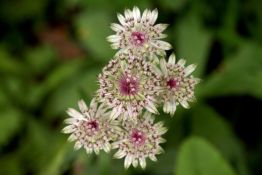 Veliki zali kobulček
Veliki zali kobulček (Astrantia major). Na planini Voje.
Ključne besede: veliki zali kobulček astrantia major