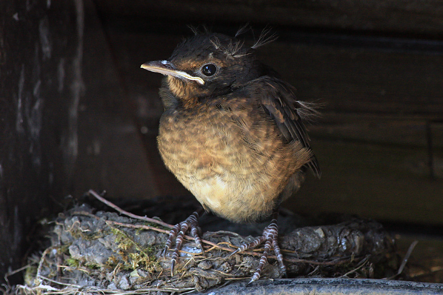 Mladi kos I.
Zadnji mladič v gnezdu. Vsi posnetki so nastali z daljinskim proženjem kamere, ki je bila skrita v strešni lini, tako da živali nisem vznemirjal. Danes je vseh pet mladičev odletelo. Naj jih spremlja sreča.
Ključne besede: kos turdus merula