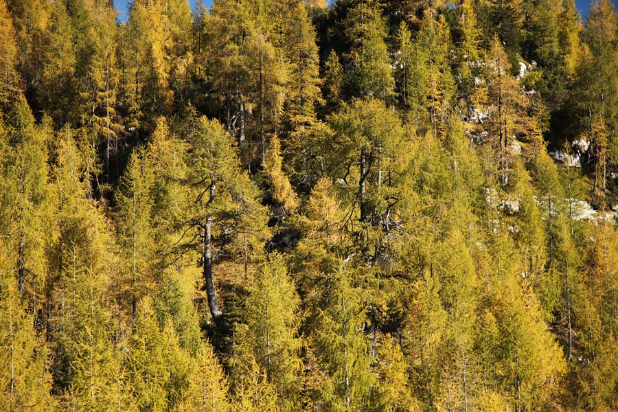 Macesni
S soncem obsijan macesnov gozd. Proti planini Za Skalo.
Ključne besede: planina za skalo