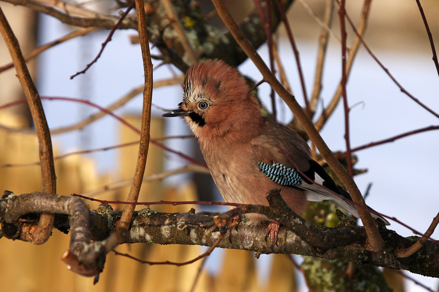 Nova frizura in zlomljen kljun
Danes je bila na obisku šoja s takole lepo frizuro in z zlomljenim kljunom. Privabil sem jo s koruzo, ima pa precej preglavic pri jedi.
Ključne besede: šoja garrulus glandarius