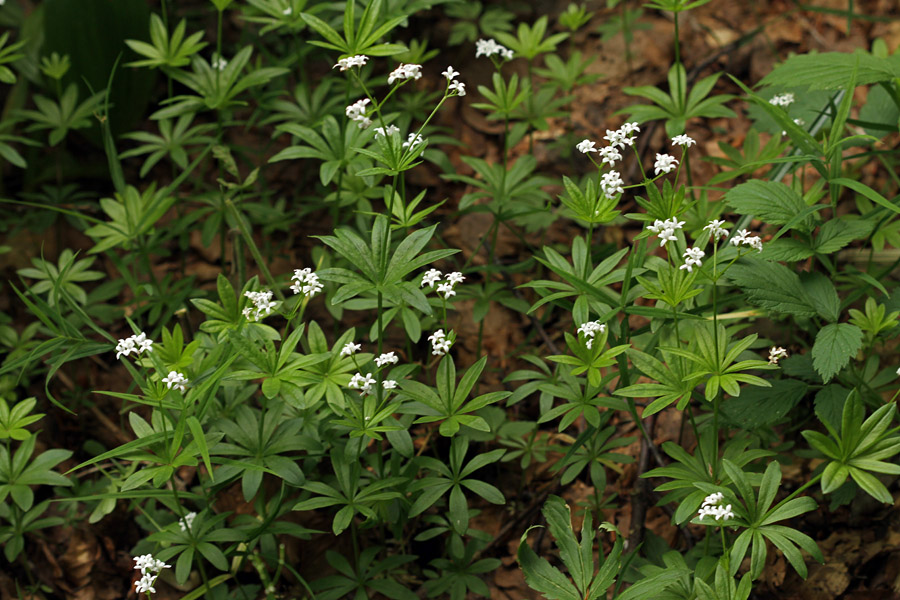 Dišeča lakota
Dišeča lakota ali perla na Baškem sedlu.
Ključne besede: dišeča lakota perla galium odoratum
