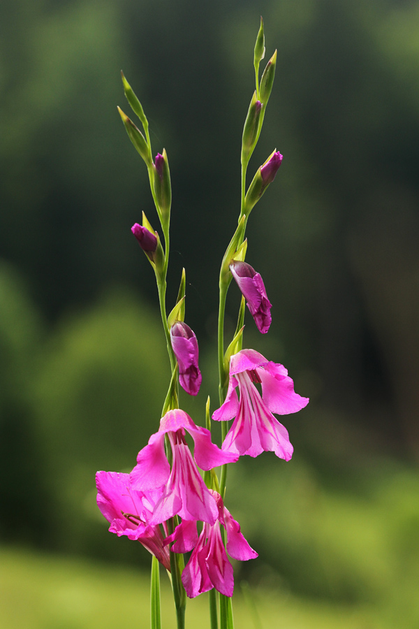 močvirski meček
Močvirski meček. Spodnja Bohinjska dolina.
Ključne besede: močvirski meček gladiolus palustris