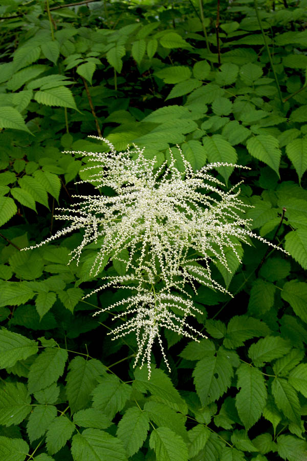 Navadno kresničevje
Navadno kresničevje (Aruncus sylvestris). Navadno krasi področja ob gozdnih poteh in cestah.
Ključne besede: navadno kresničevje aruncus sylvestris