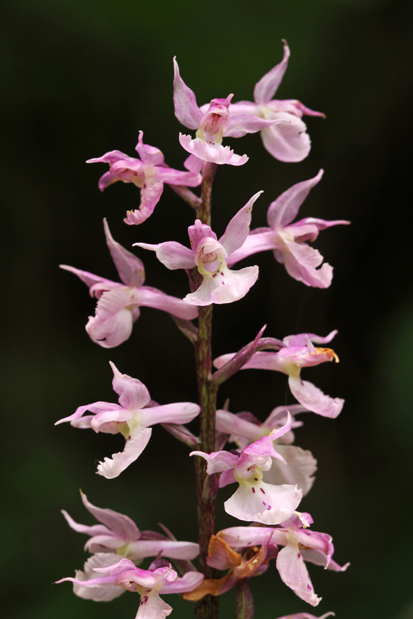 Zvezdnata kukavica
Zvezdnata kukavica na Baškem sedlu.
Ključne besede: zvezdnata kukavica orchis mascula subsp. speciosa