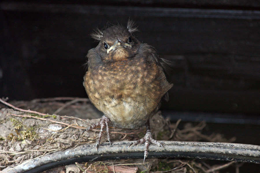 Mladi kos II.
Zamišljeni mladi kos. Ta je gnezdo zapustil zadnji in tole je sploh zadnja njegova slika.
Ključne besede: kos turdus merula
