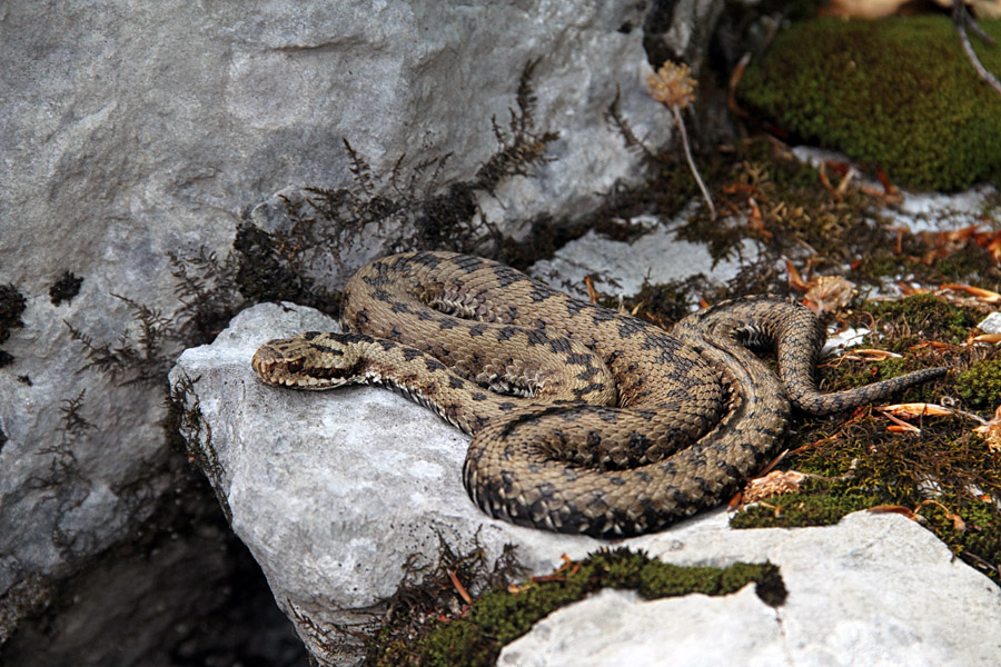 Gad
Letos brez gadov ne mine nobena tura. Ta se bo pričel leviti. Pot na Črno prst.
Ključne besede: gad vipera berus