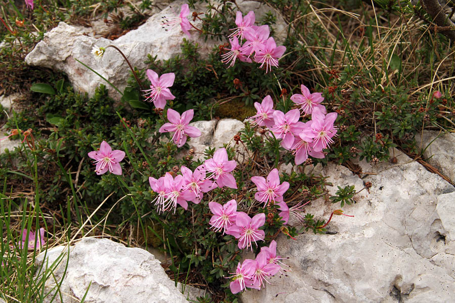 Navadni slečnik
Navadni slečnik pod Rodico.
Ključne besede: navadni slečnik rhodothamnus chamaecistus