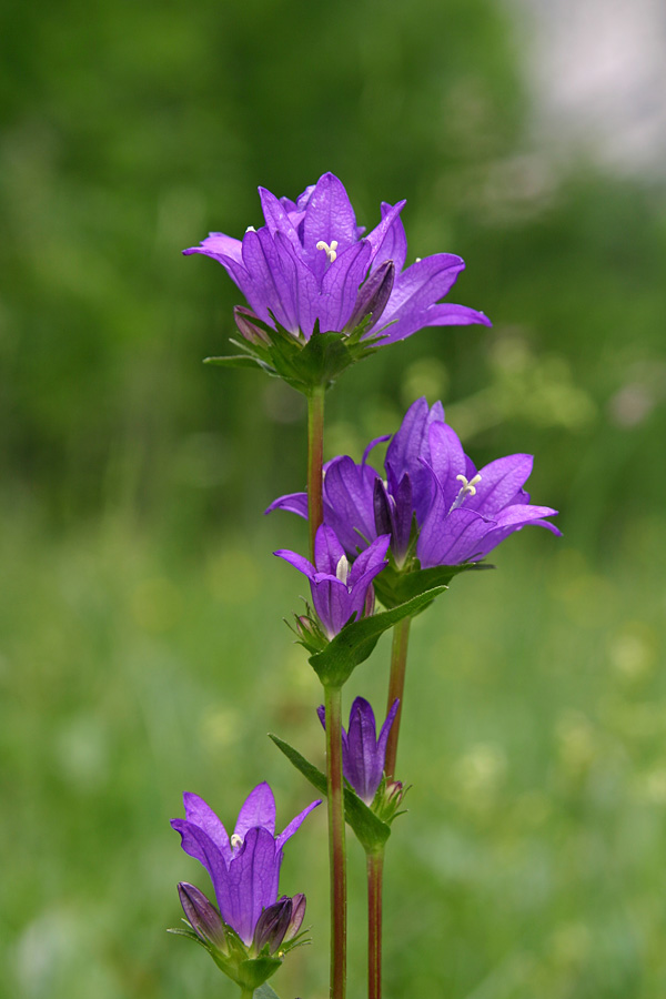 Klobčasta zvončica
Klobčasta zvončica. Najdemo jo po prav vseh travnikih Bohinja.
Ključne besede: klobčasta zvončica campanula glomerata