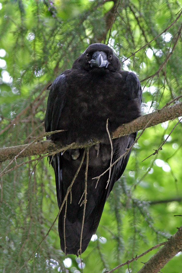 Krokar na veji
Krokar (Corvus corax) budno opazuje dogajanje pod seboj.
Ključne besede: krokar corvus corax