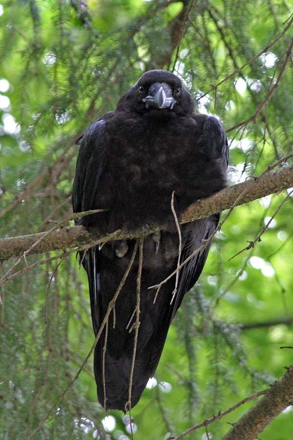 Krokar na veji
Krokar (Corvus corax) budno opazuje dogajanje pod seboj.
Ključne besede: krokar corvus corax