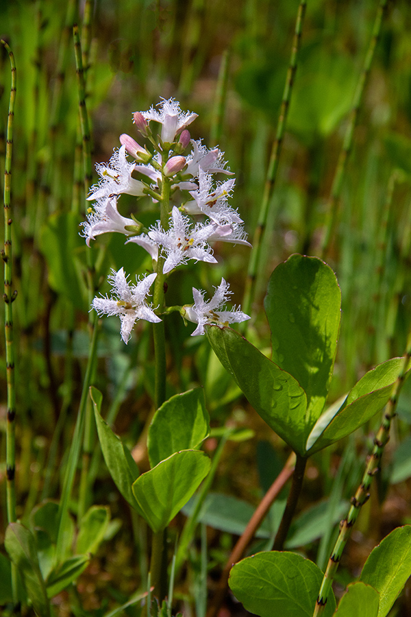 Navadni mrzličnik
Navadni mrzličnik.
Ključne besede: navadni mrzličnik menyanthes trifoliata