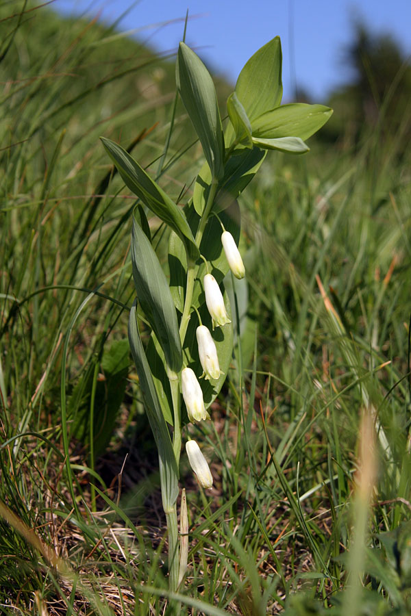 Dišeči salomonov pečat
Dišeči salomonov pečat (Polygonatum odoratum). Tale je rastel na vhu Koble.
Ključne besede: dišeči salomonov pečat polygonatum odoratum