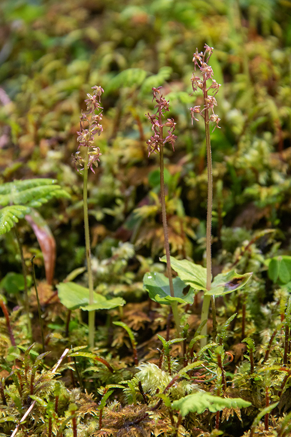 Srčastolistni muhovnik
Srčastolistni muhovnik.
Ključne besede: srčastolistni muhovnik listera cordata