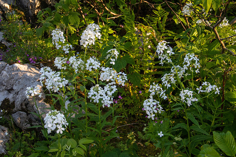 Bela nočnica
Bela nočnica. Planina za Liscem.
Ključne besede: bela nočnica hesperis candida