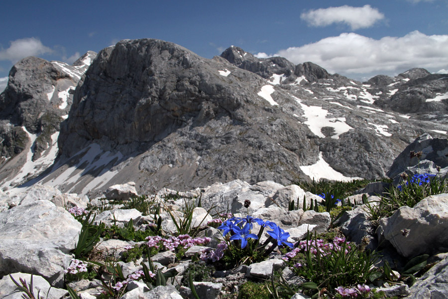 Na Zadnjem Voglu
Razgled na Poprovec, Vršak in Triglav preko triglavskega svišča.
Ključne besede: poprovec vršak triglavtriglavski svišč gentiana terglouensis
