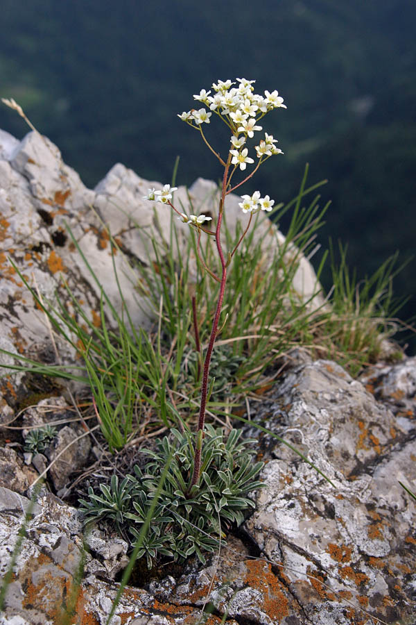 Skorjasti kamnokreč
Skorjasti kamnokreč (Saxifraga crustata). Najpogostejši gorski kamnokreč pri nas. Listki izločajo apnenec. Baško sedlo.
Ključne besede: skorjasti kamnokreč saxifraga crustata